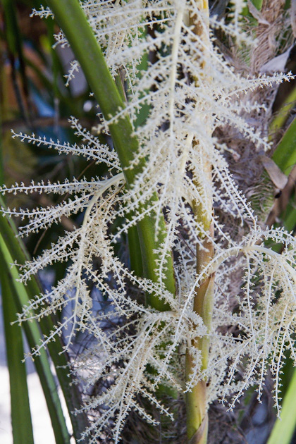 Pearl%20Farm%20Cozumel%2019Cozumel%20Pearl%20Farm%2020131124%20for91days.com