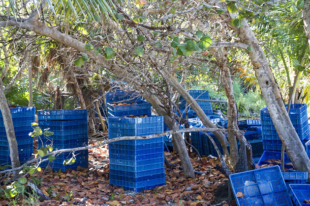 Pearl%20Farm%20Cozumel%2024Cozumel%20Pearl%20Farm%2020131124%20for91days.com