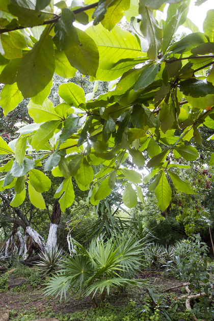 11%20Rainy%20Isla%20Mujueres%20%2020131216%20for91days.com