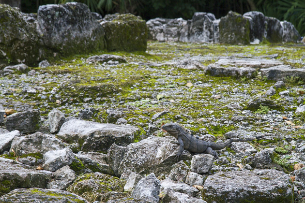 San Gervasio - Cozumel's Maya Ruins 6 San%20Gervasio%20Cozumel%2006San%20Gervasio%20Maya%20Ruins%20Cozumel%2020131125%20for91days.com