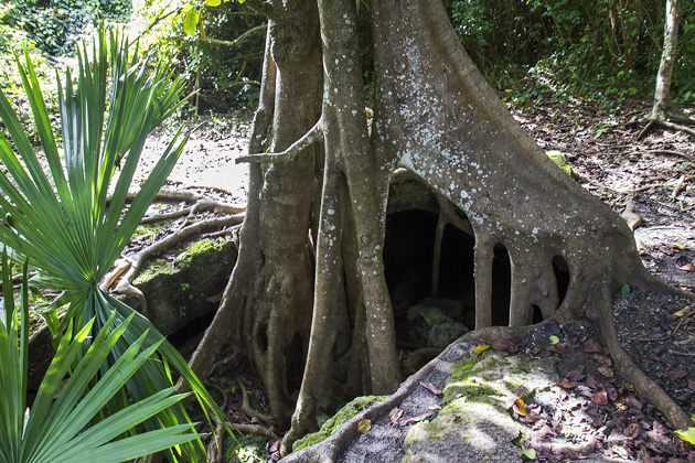 San Gervasio - Cozumel's Maya Ruins 18 San%20Gervasio%20Cozumel%2018San%20Gervasio%20Maya%20Ruins%20Cozumel%2020131126%20for91days.com