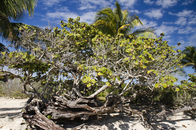 07%20Tulum%20Maya%20Ruins%20%20%2020140118%20for91days.com
