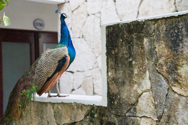 Three Great Cozumel Hotels 8 Villas%20El%20Encanto%2001%2020131126%20for91days.com