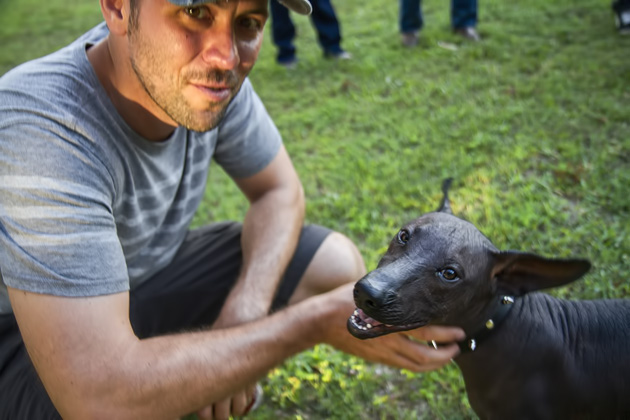 Say Hola to the Xolo 3 Xoloitzcuintle%20Dog%2001%2020131125%20for91days.com