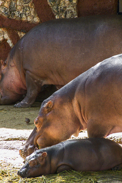 The Parque Centenario & Mérida's Zoo 1 Zoo%20Merida%2001%2020131110%20for91days.com