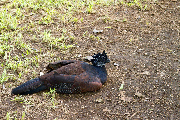 The Parque Centenario & Mérida's Zoo 13 Zoo%20Merida%2014%2020131110%20for91days.com