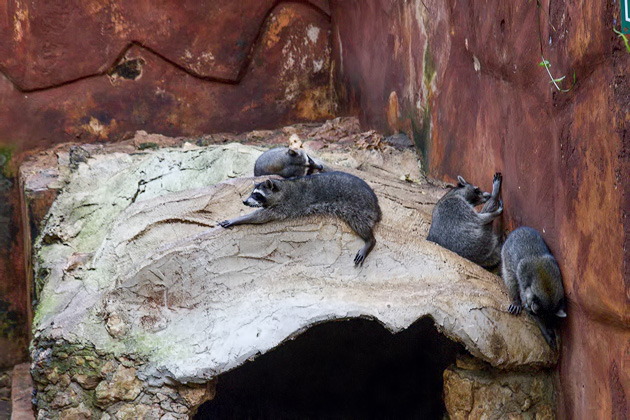 The Parque Centenario & Mérida's Zoo 14 Zoo%20Merida%2015%2020131110%20for91days.com