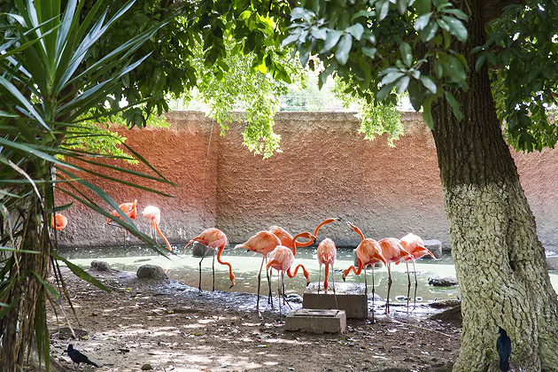The Parque Centenario & Mérida's Zoo 16 Zoo%20Merida%2017%2020131110%20for91days.com