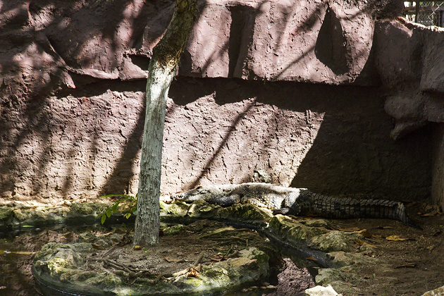 The Parque Centenario & Mérida's Zoo 17 Zoo%20Merida%2018%2020131110%20for91days.com