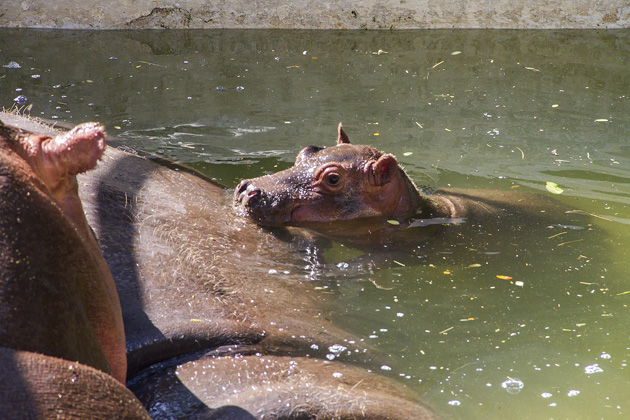 The Parque Centenario & Mérida's Zoo 23 Zoo%20Merida%2025%2020131110%20for91days.com