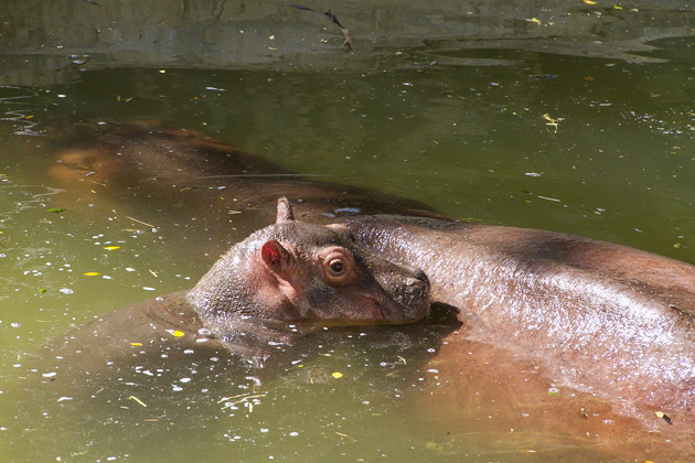 The Parque Centenario & Mérida's Zoo 24 Zoo%20Merida%2026%2020131110%20for91days.com