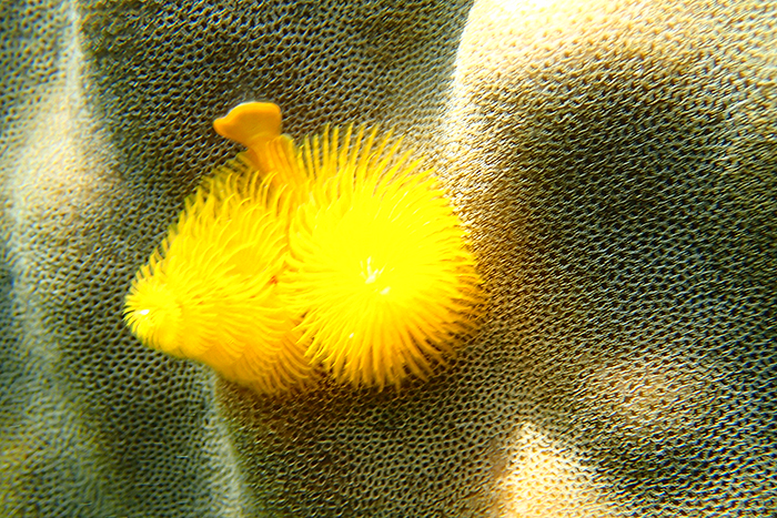 An Thoi Islands Snorkeling