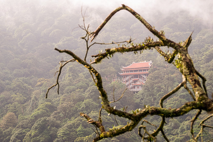 Bamboo Forests