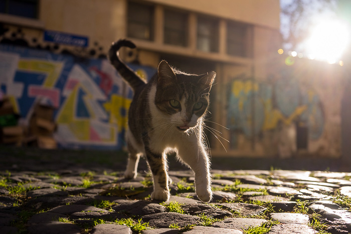 Cats of Lisbon