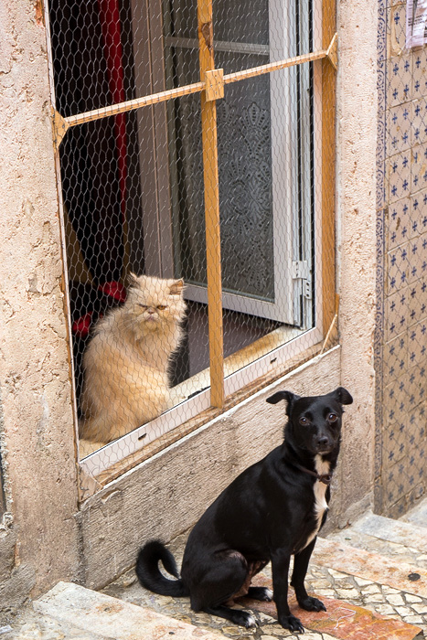 Cats of Lisbon