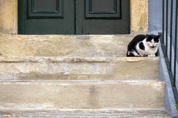 12 Cats Of Lisbon DSC00131