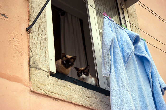 24 Cats Of Lisbon DSC02503