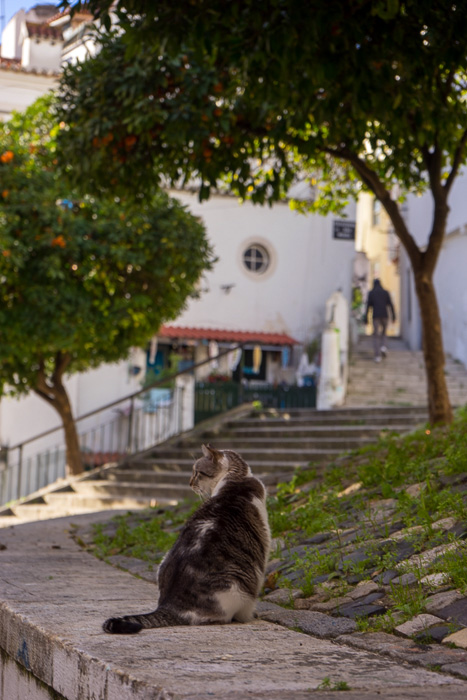 27 Cats Of Lisbon DSC02589