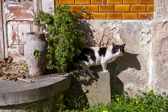 34 Cats Of Lisbon DSC07448
