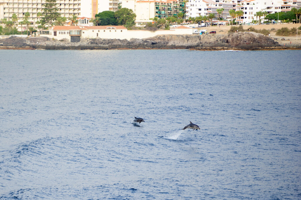 Dolphins Canary Island