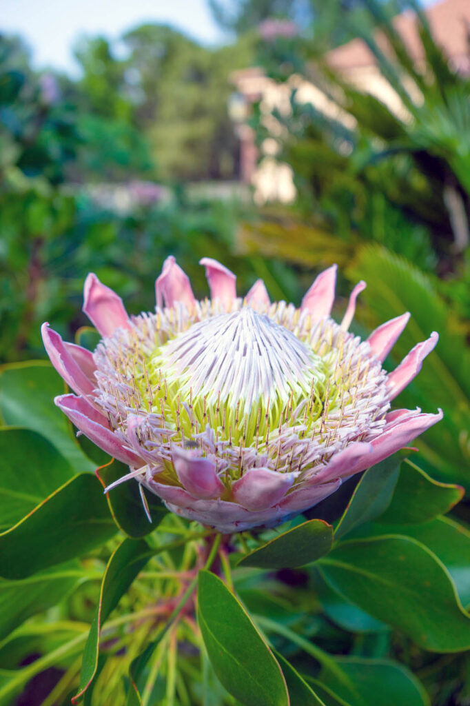 Very Unique Flower