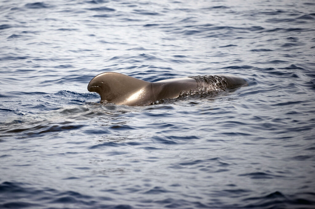 Whale Tour Tenerife - Pilot Whale