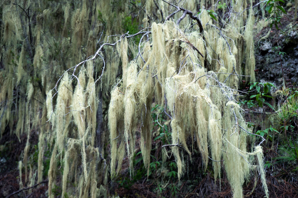 La Caldera Spanish Moss