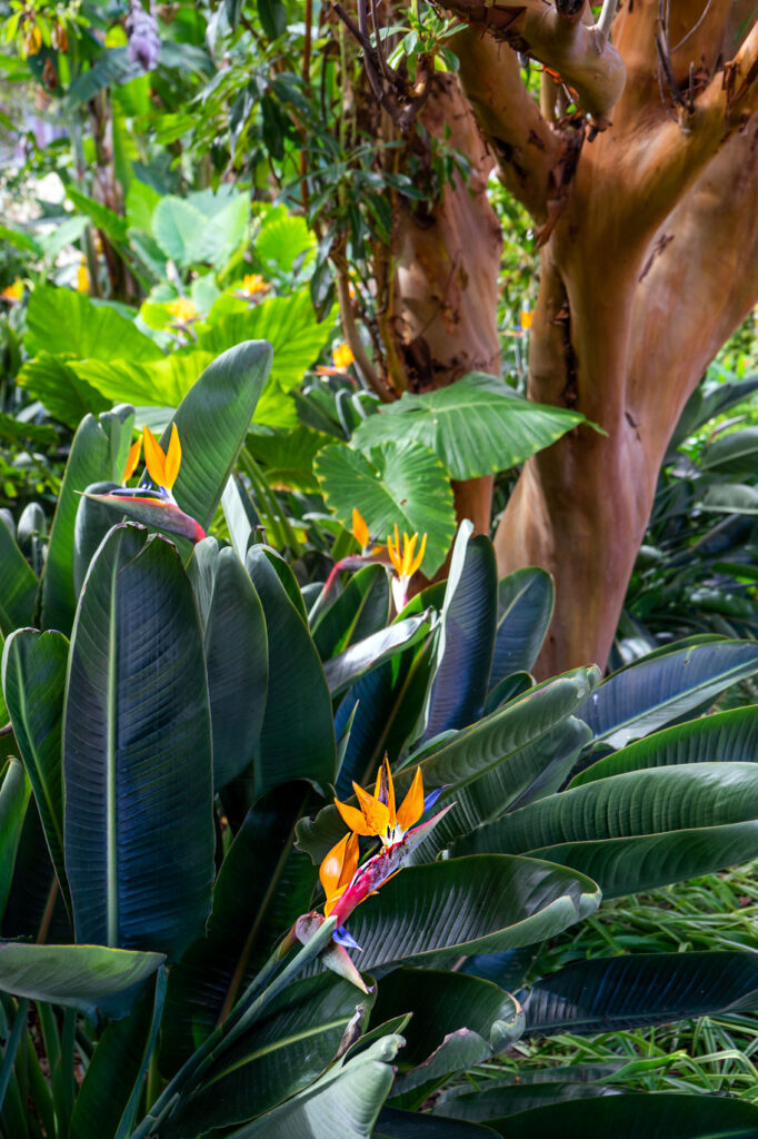 Hijuela del Botánico