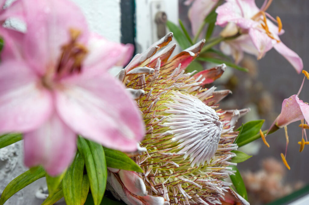 Exotic Flowers Tenerife