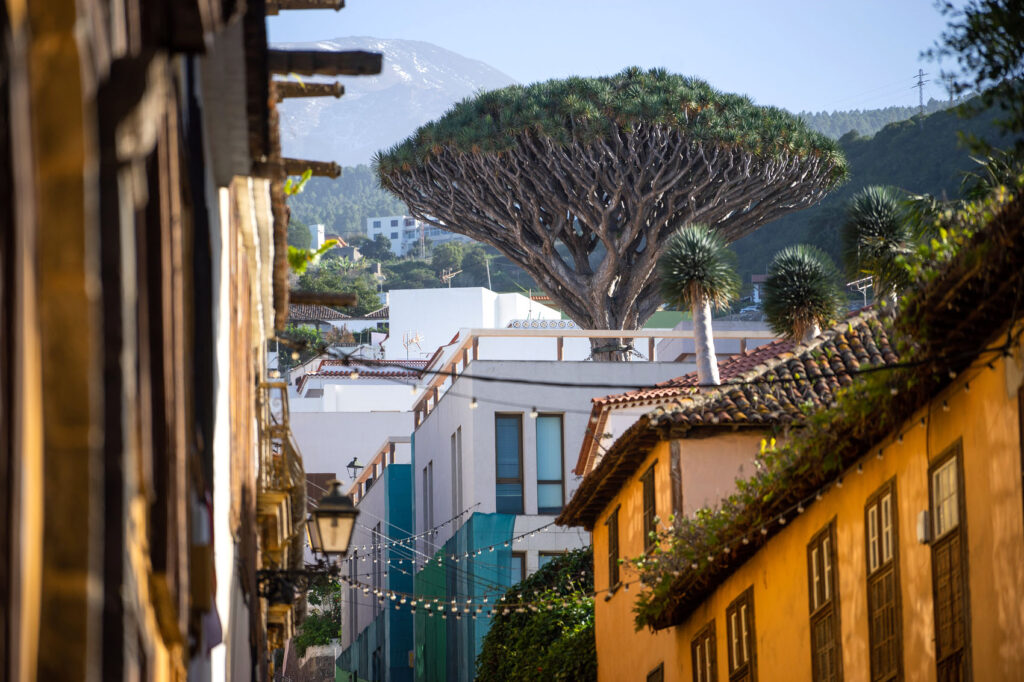 Dragon Trees of Tenerife