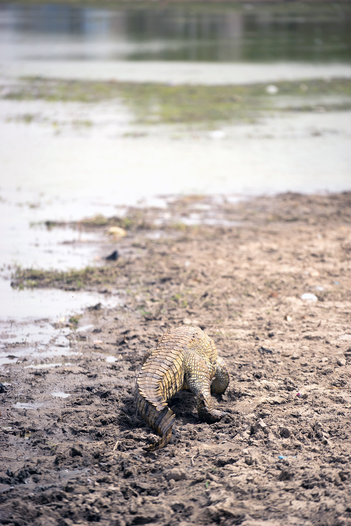 12 Paga Crocodile Pond DSC04078