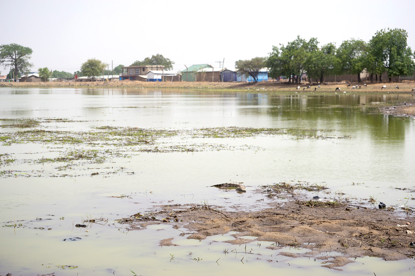 5 Paga Crocodile Pond DSC04063