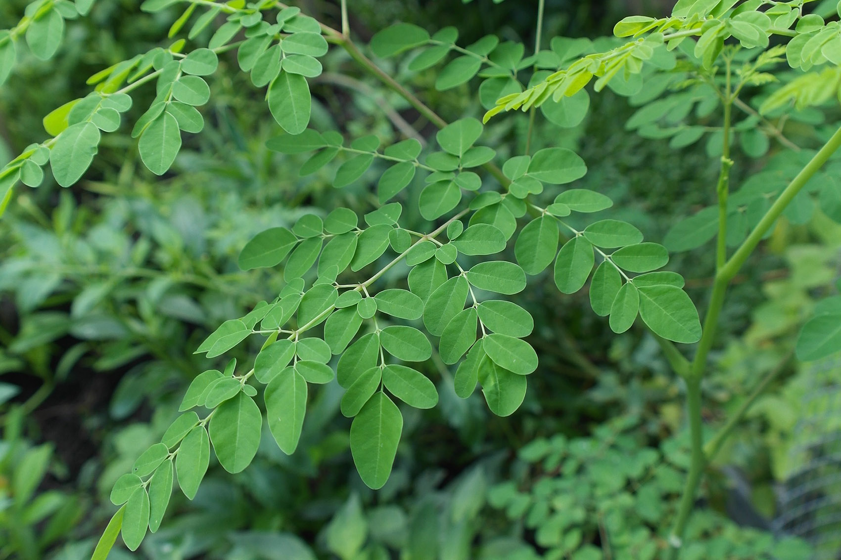 plant 2307261 1920