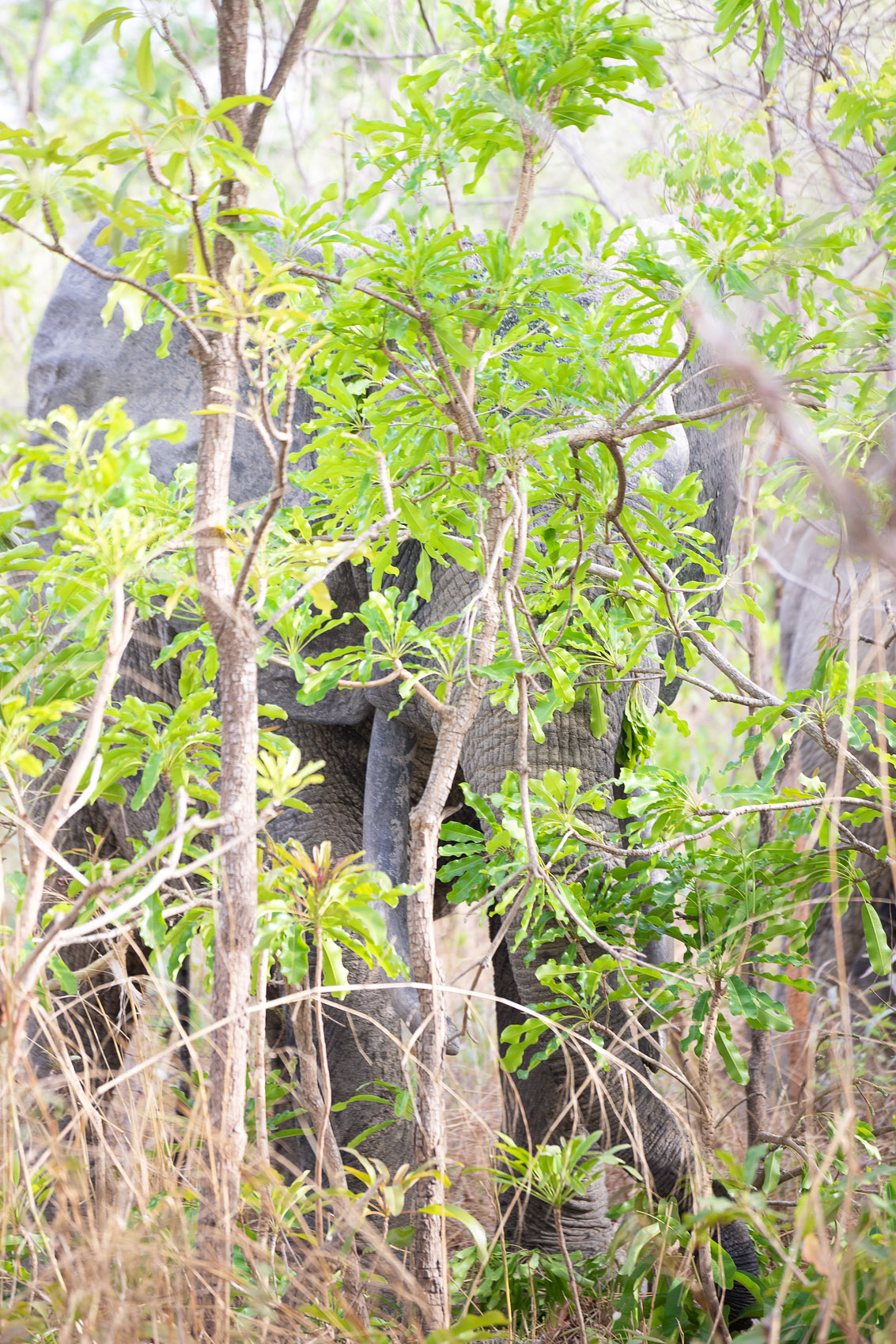 1 Mole Elphants DSC04479