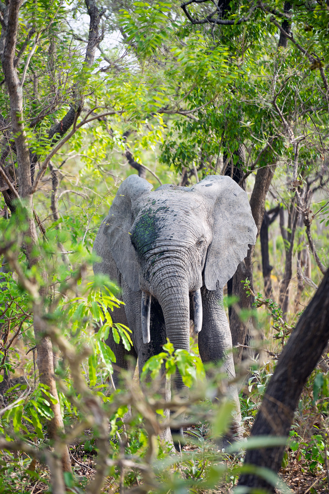 3 Mole Elphants DSC04491