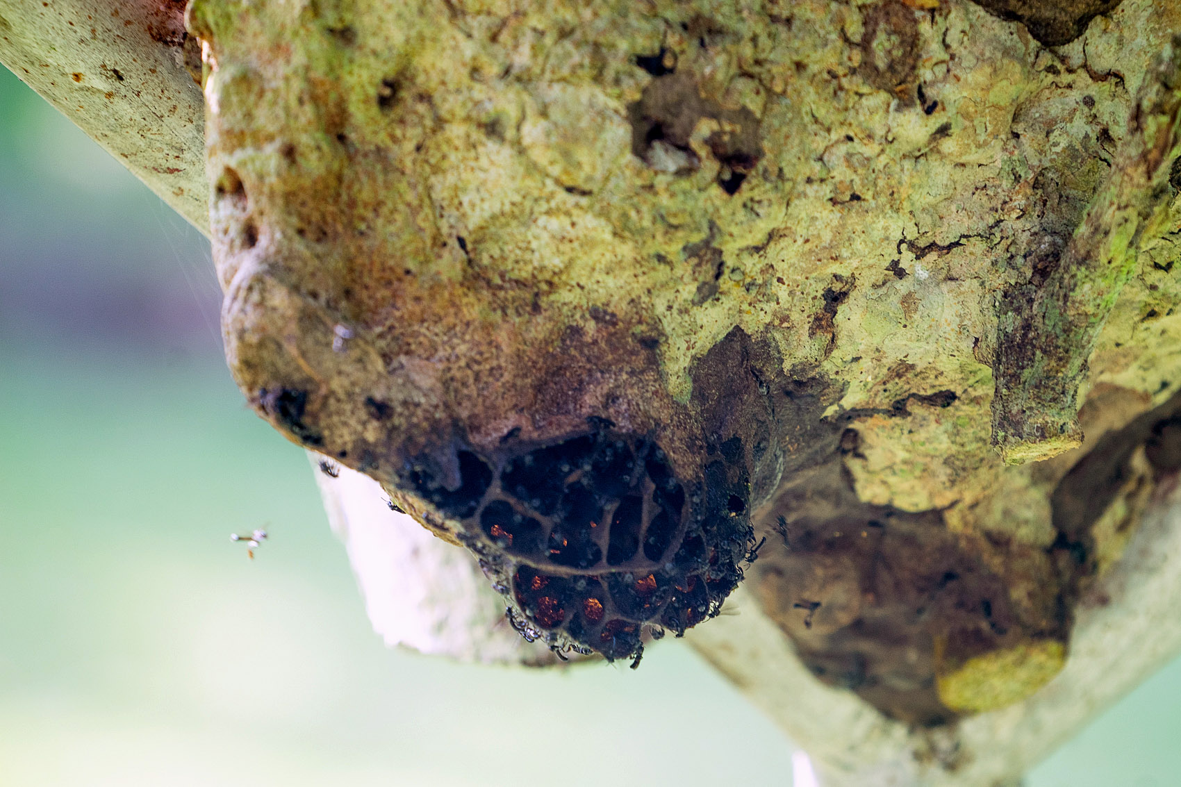 8 Stingless Bee Ghana DSC05931