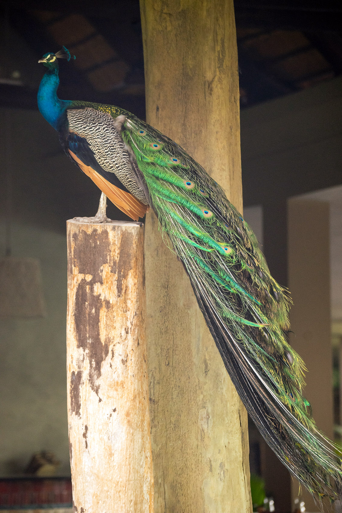 Ghana peacock