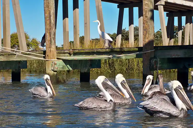 Pelicans at Tybee Island