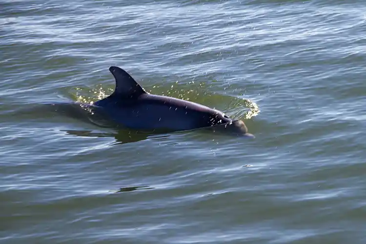 Captain Mike's Dolphin Adventure 4 Savannah Dolphins FAQs