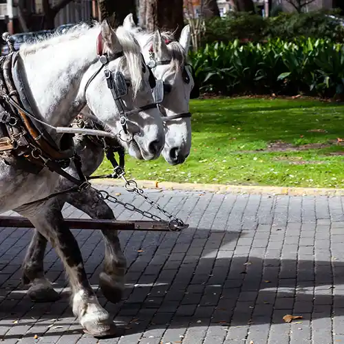 Horses at Chatham square