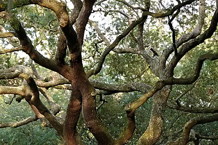 Oglethorpe Square 3 Oglethorpe Square Oaks in Savannah