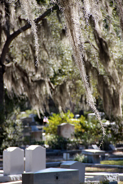 After One Month in Savannah... 3 Spanish Moss 2