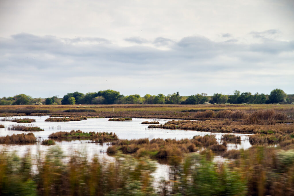 The Road to Savannah 3 Savannah Travel Swamp Land