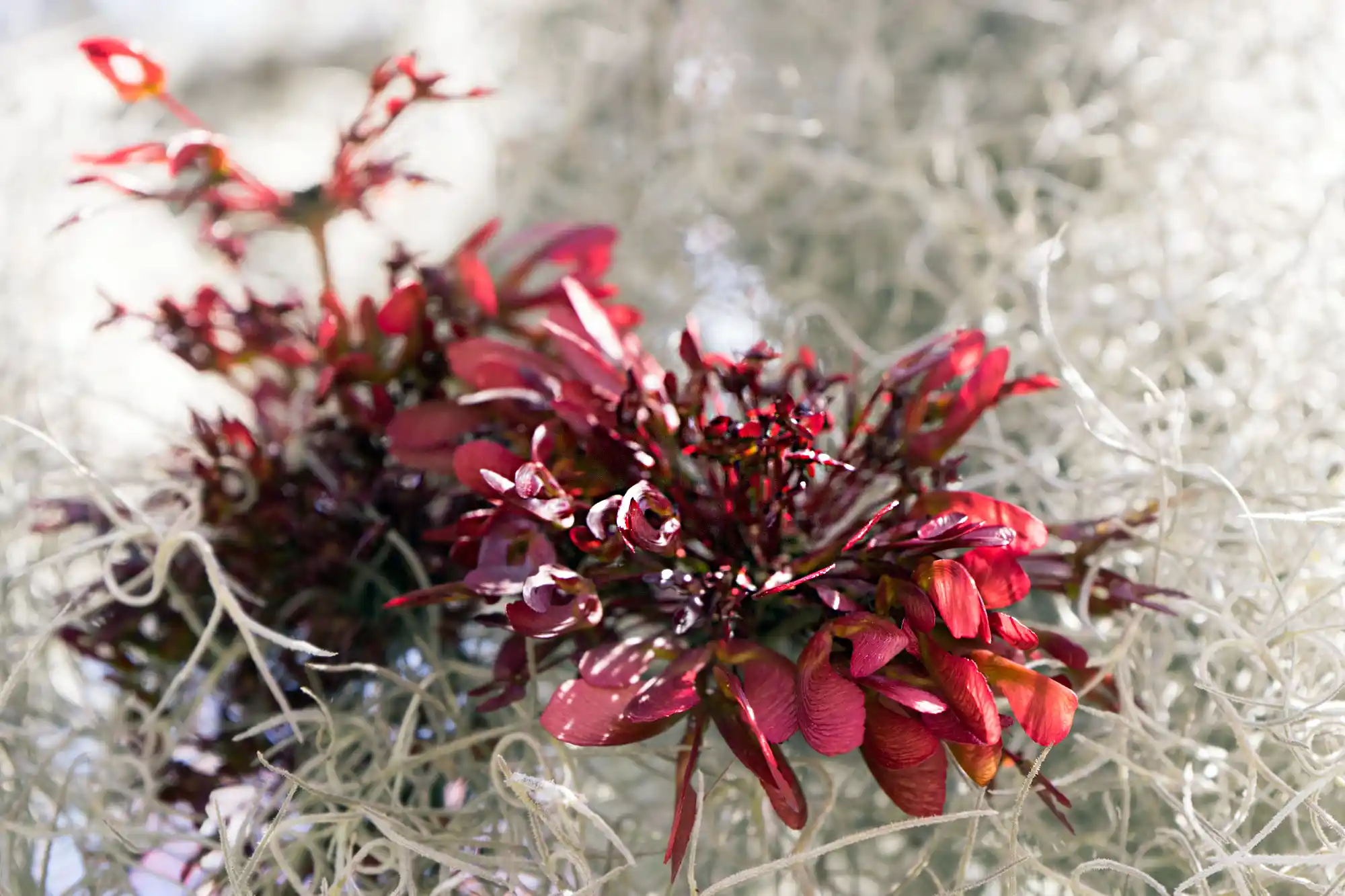 Red plant and grey spanish moss