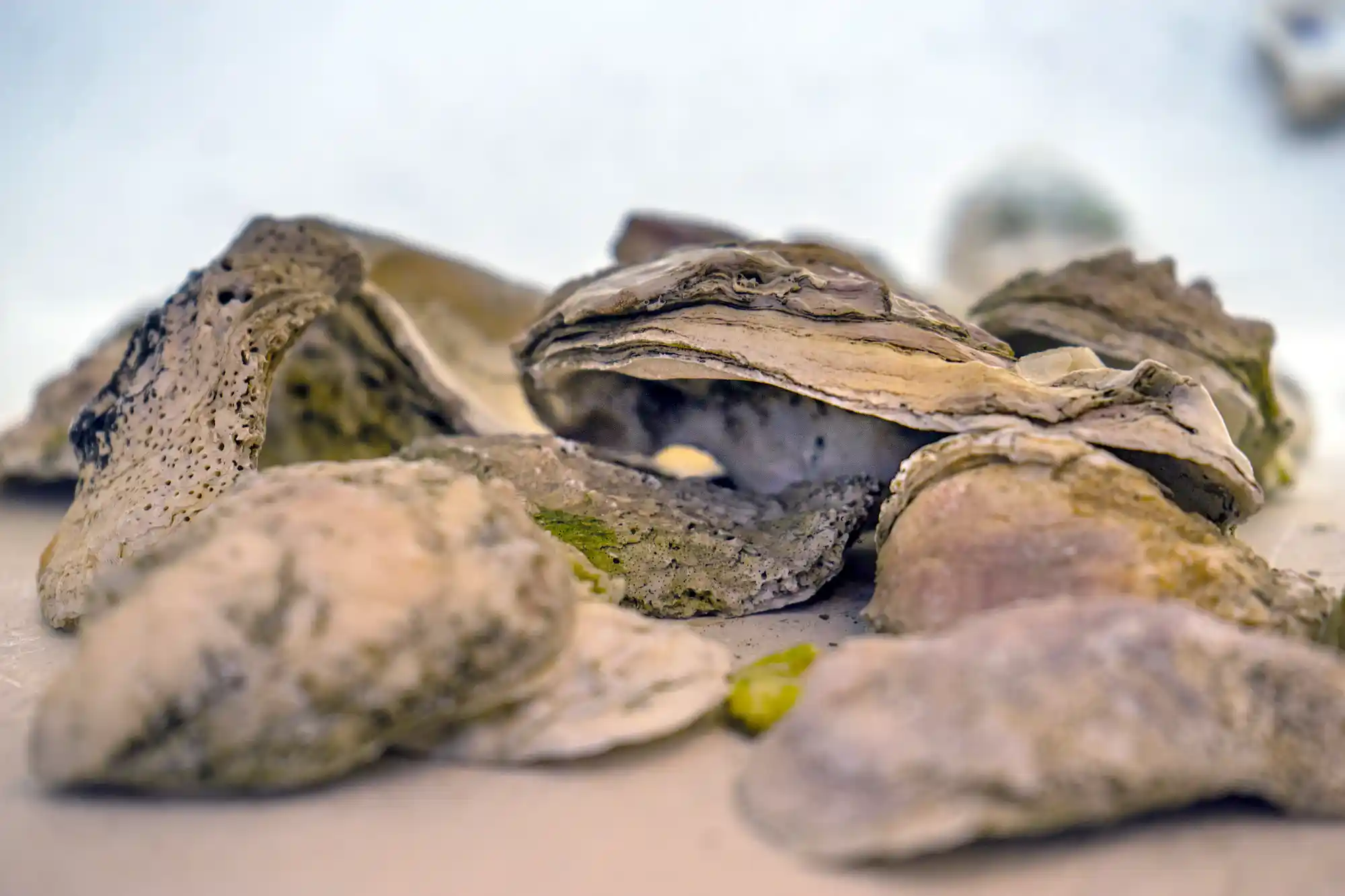 The Gullah-Geechee Legacy of Pin Point 2 Gullah-Geechee oysters at the Pin Point Heritage Museum