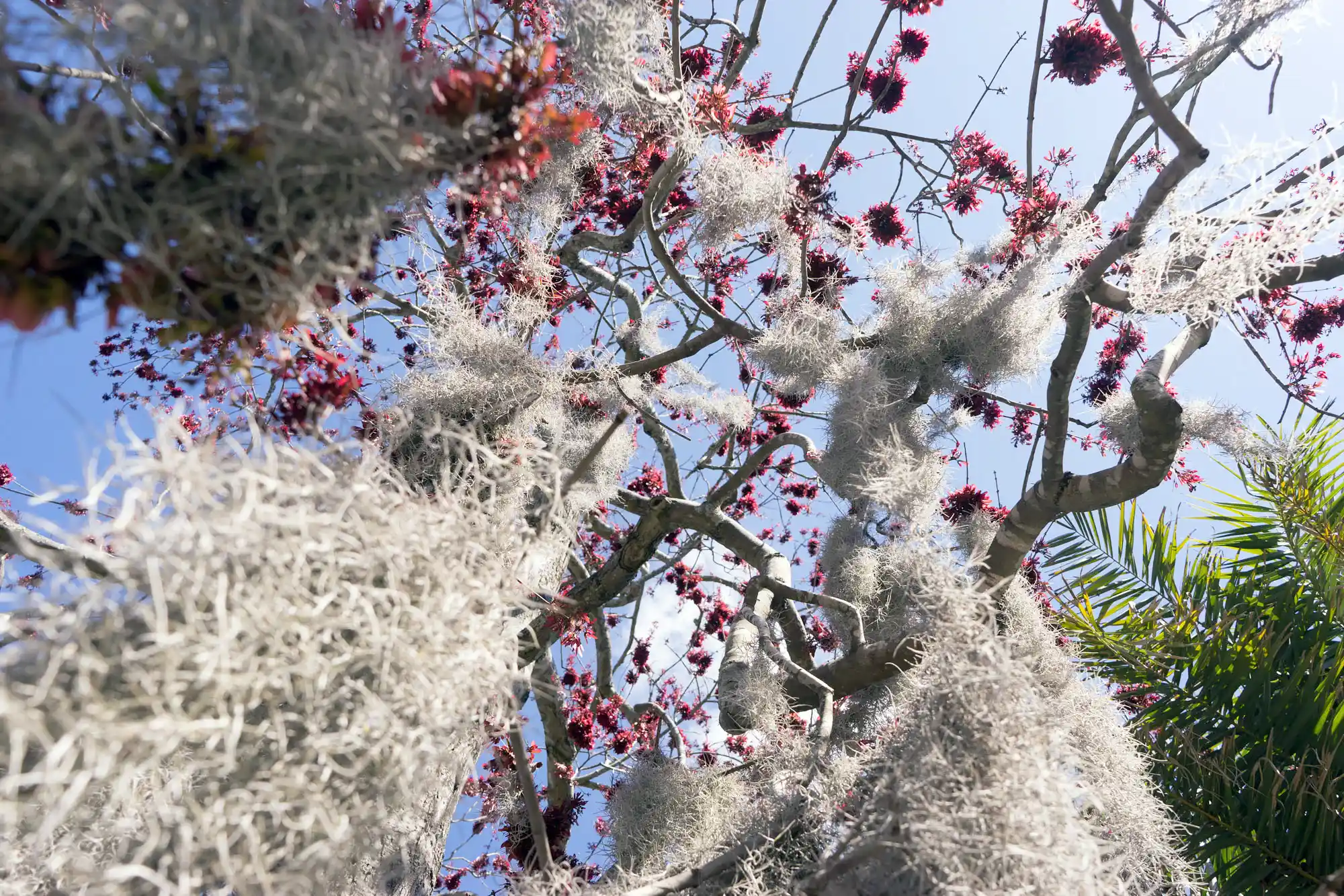 Spanish Moss Art in Savannah