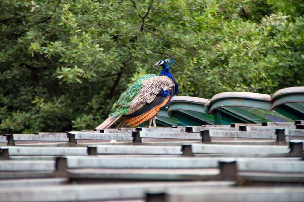Posing Peacock