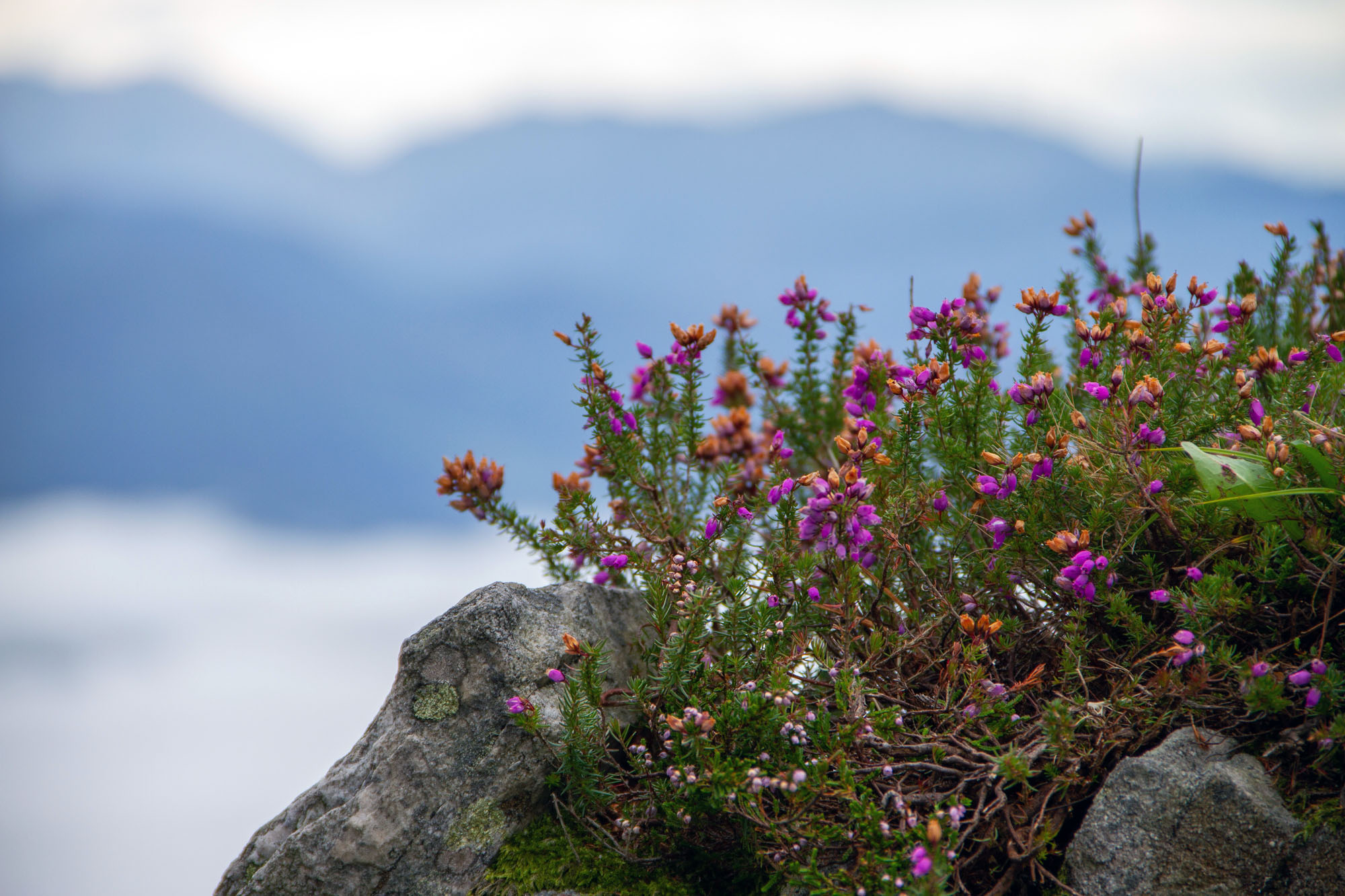 Plants of Asturias
