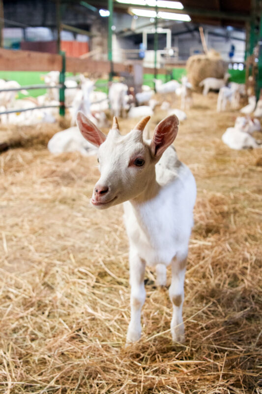 Los Caserinos - Milk & Cheese Straight from the Farm - For 91 Days in ...